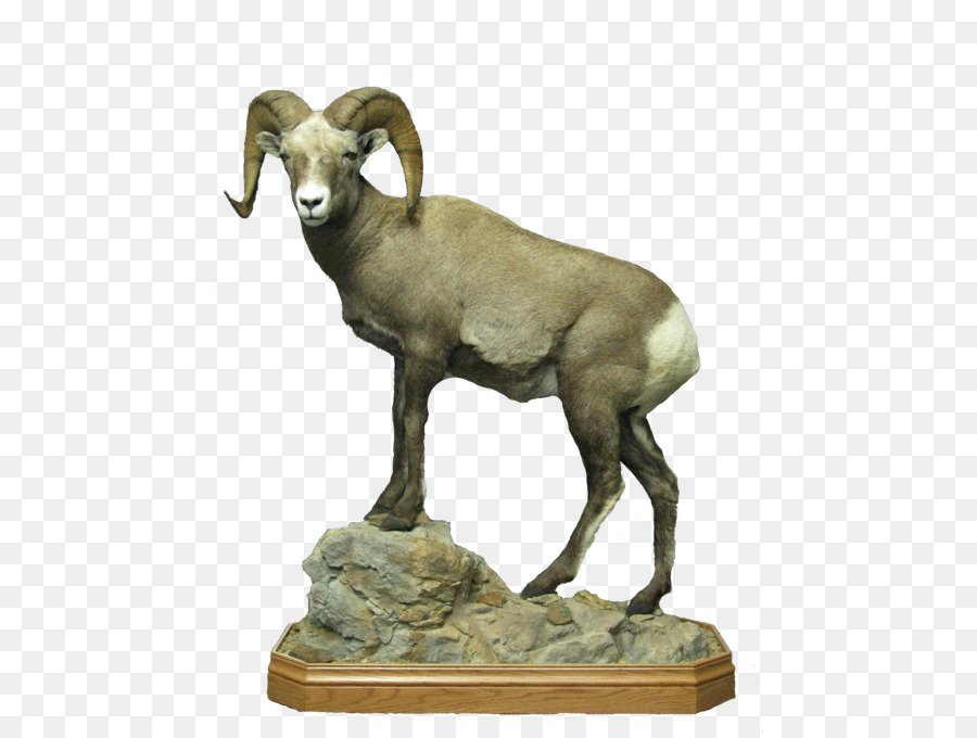 Argali，Domba PNG