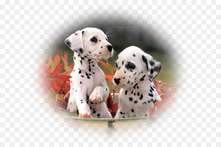 Anjing Dalmatian，Anjing PNG