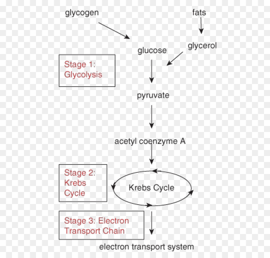 Latihan Aerobik，Anaerob PNG