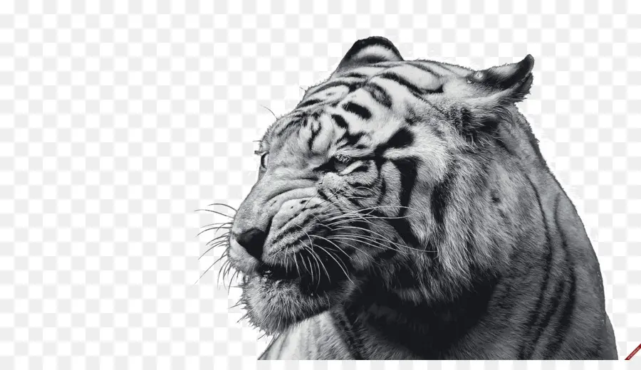 Harimau，Liar PNG