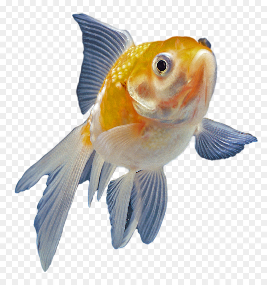 Unduh 72 Koleksi Background Aquarium Ikan Mas Koki Gratis
