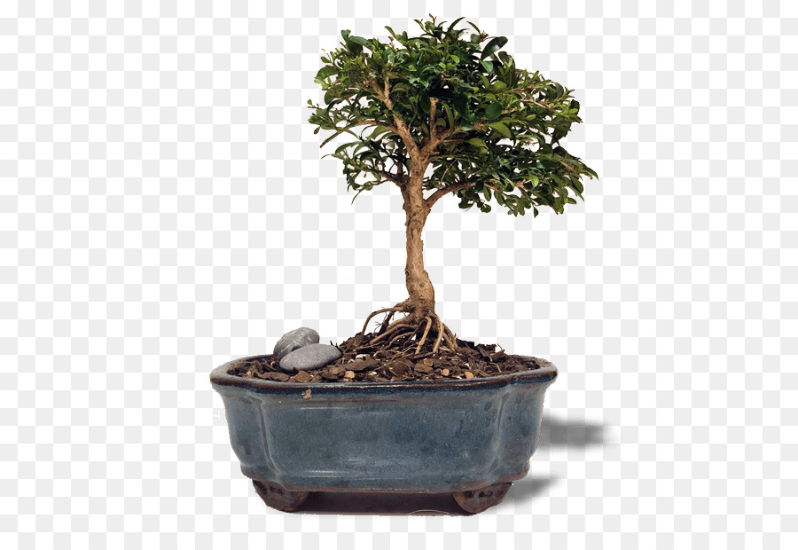 Pohon Bonsai，Miniatur PNG