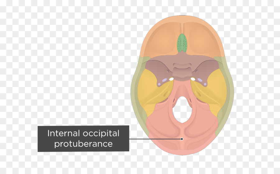 Tulang Oksipital，Saluran Hypoglossal PNG