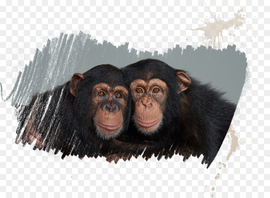 Simpanse，Orang Bijak PNG