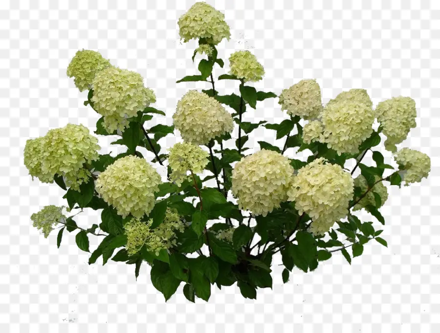 Hortensia，Bunga PNG