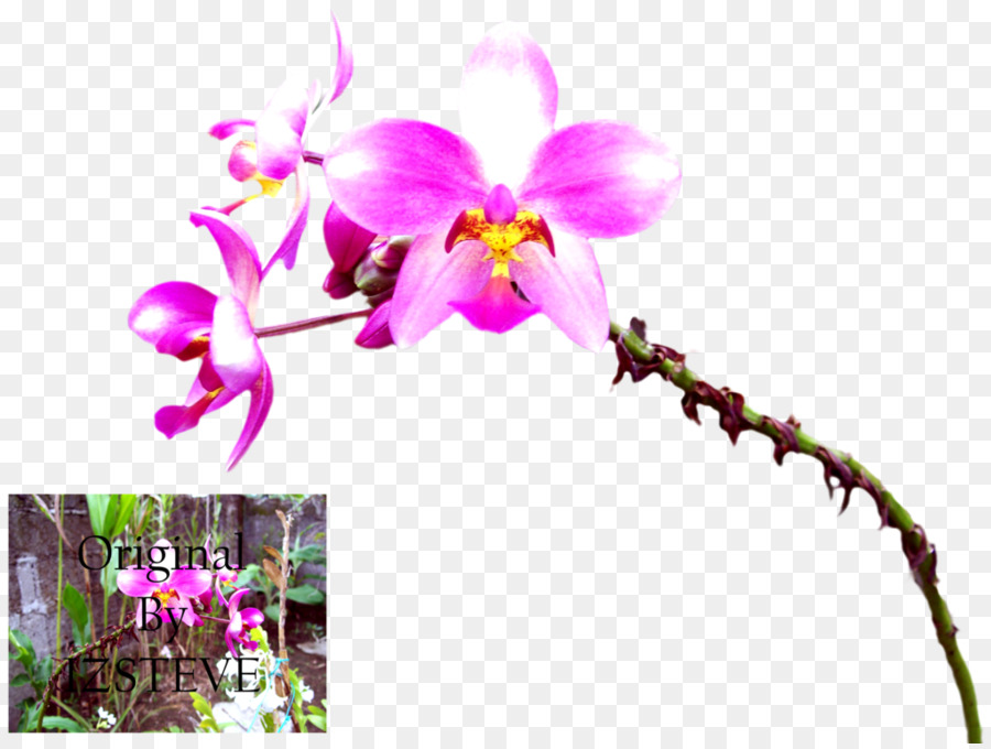 Phalaenopsis Equestris，Anggrek Cattleya PNG