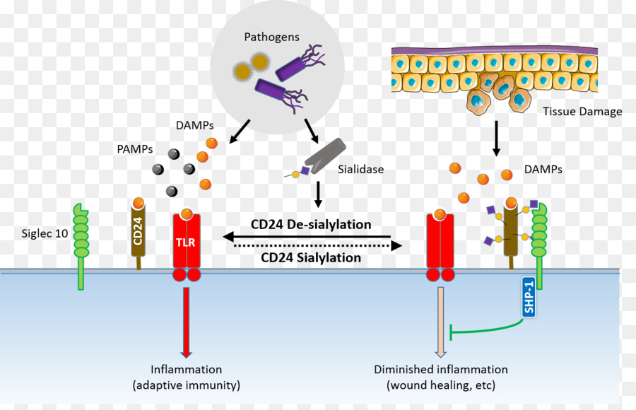 Diagram Biologis，Biologi PNG