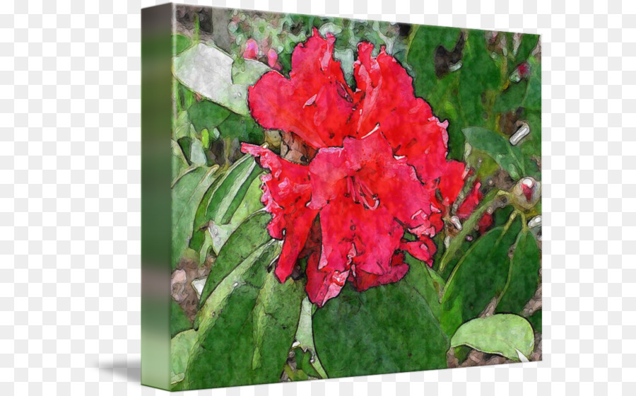 Azalea，Tebu PNG