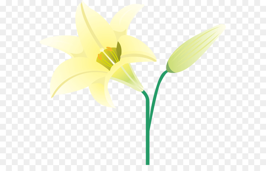 Narcissus，Bunga Potong PNG