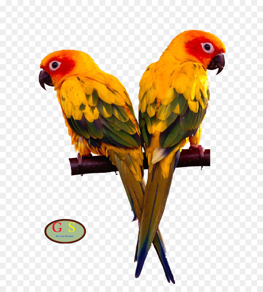 Burung，Cockatiel PNG