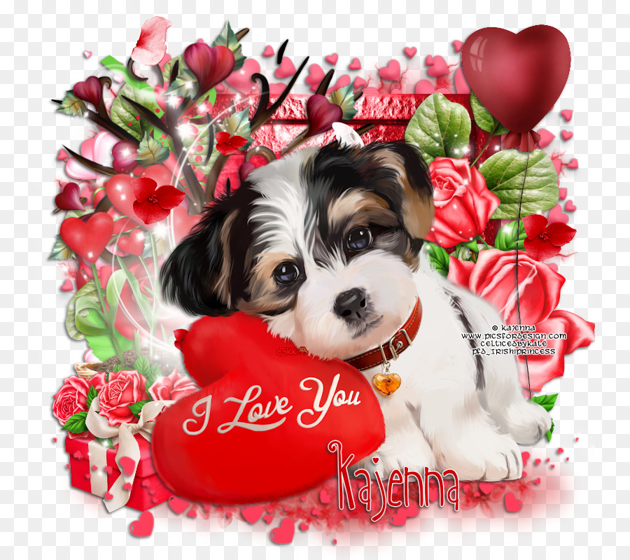 Cavachon，Shih Tzu PNG