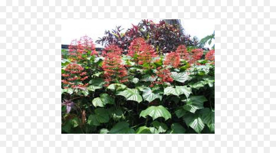 Hydrangea，Nona Paniculatum PNG