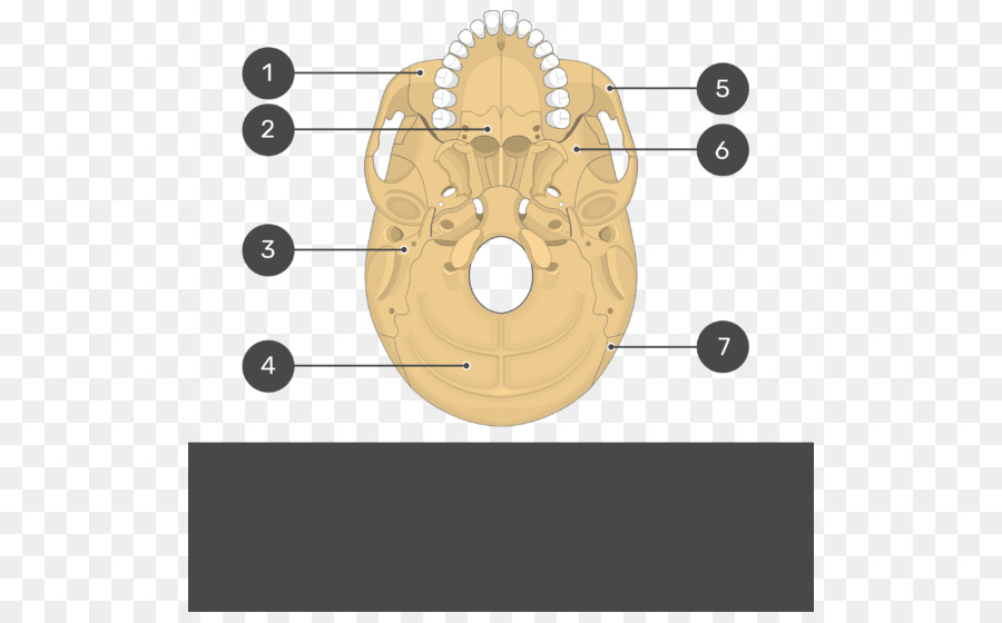 Pterygoideus Proses Sphenoid，Tulang Sphenoid PNG