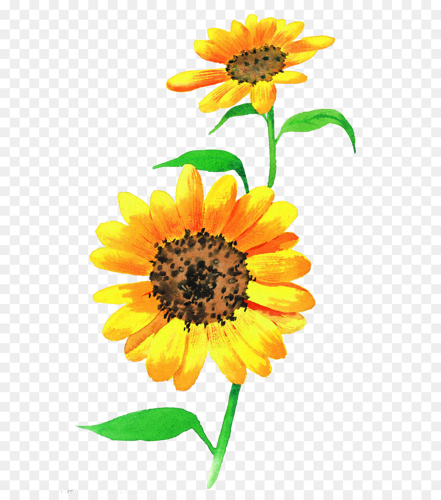 Paling Bagus 12+ Lukisan Bunga Matahari Menggunakan Cat Air - Gambar Bunga Indah