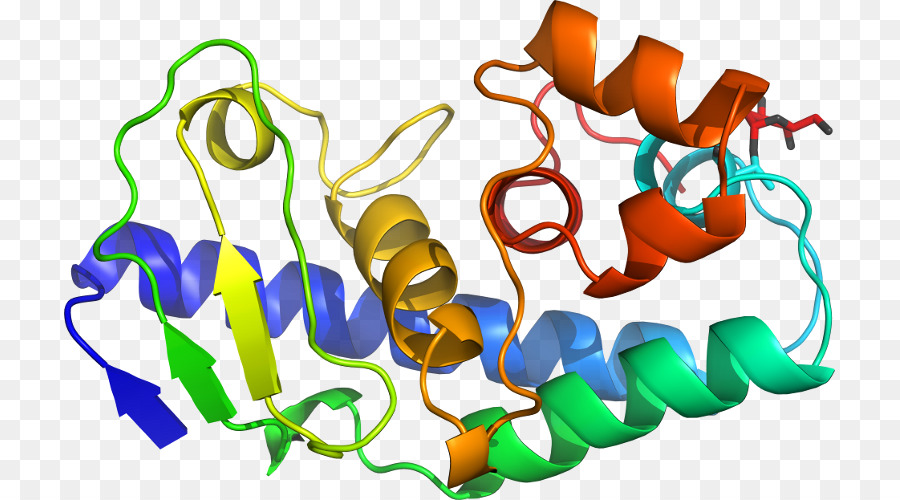 Struktur Protein，Molekul PNG