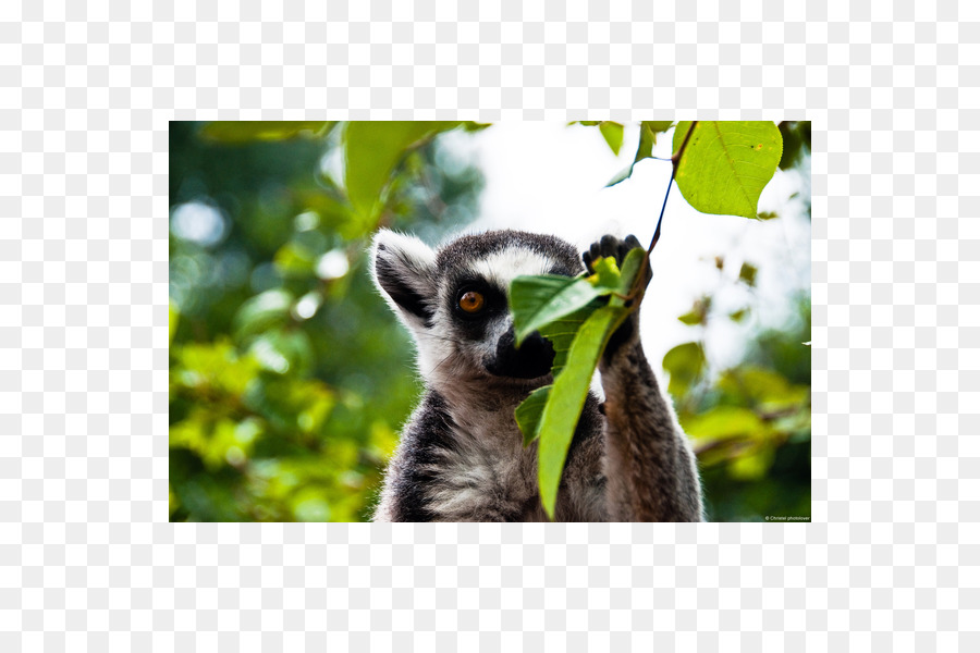 Lemur，Primata PNG