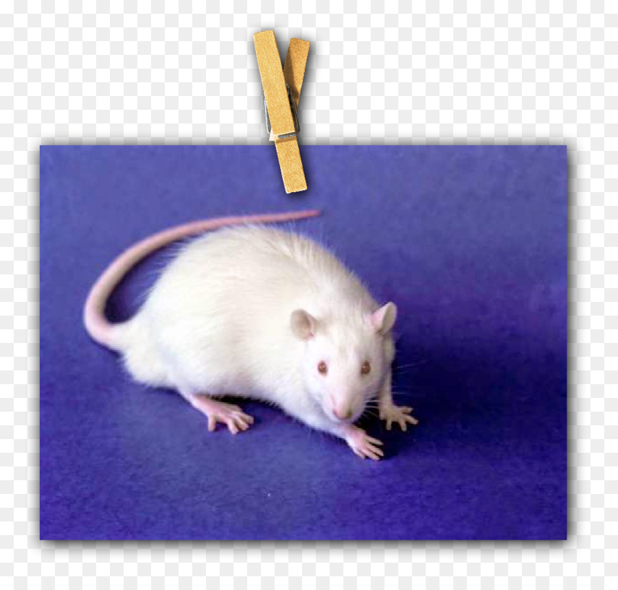 Tikus，Gerbil PNG