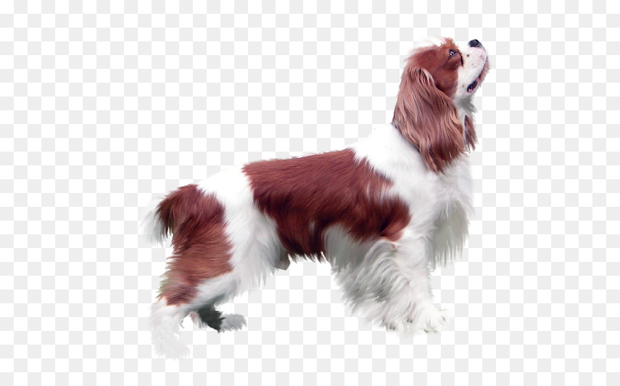 Welsh Springer Spaniel，English Springer Spaniel PNG