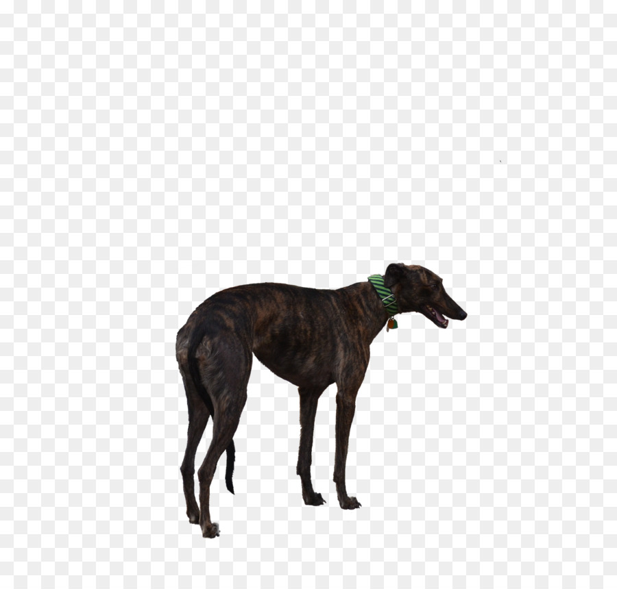 Greyhound，Greyhound Italia PNG