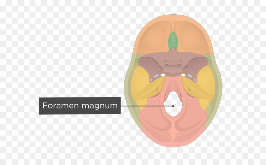 Saluran Hypoglossal，Pembukaan Besar PNG