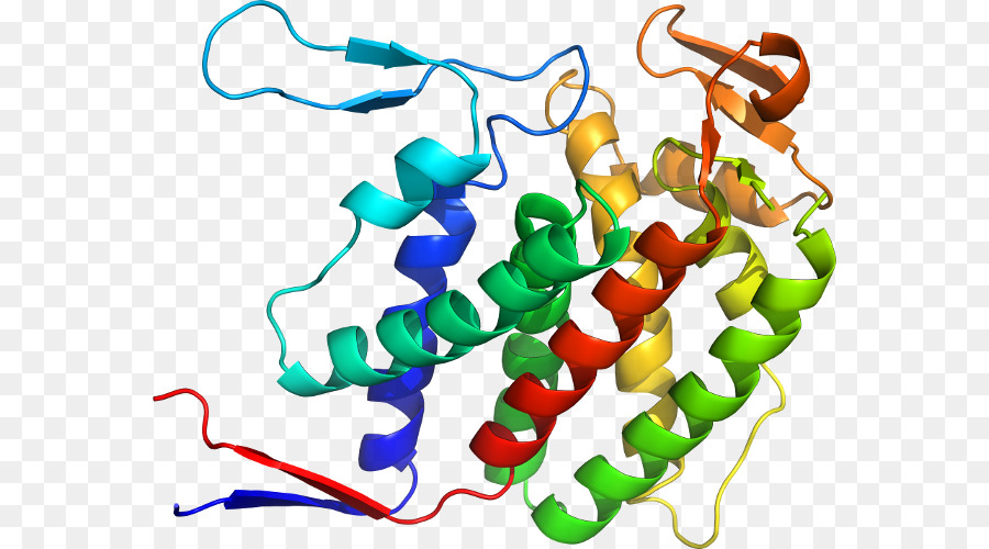 Struktur Protein，Molekul PNG