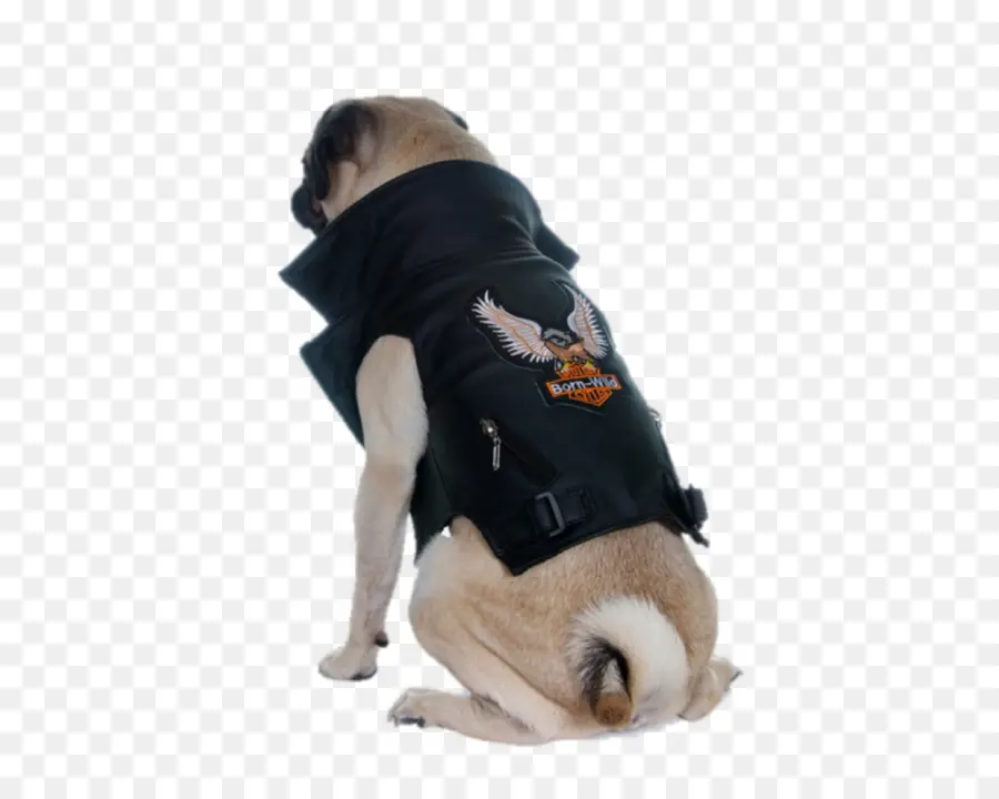 Anjing Berjaket，Anjing PNG