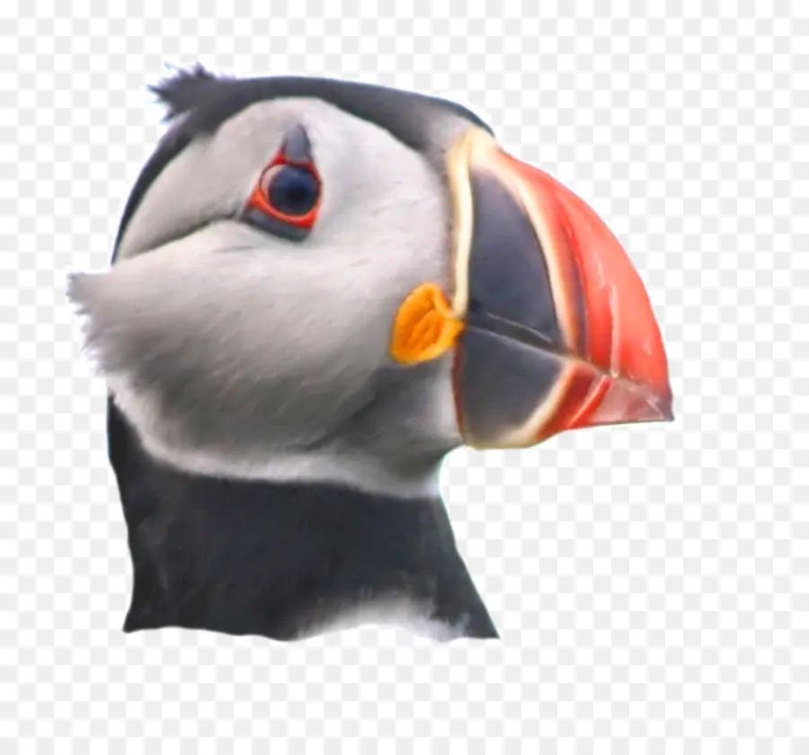 Burung Puffin，Paruh PNG