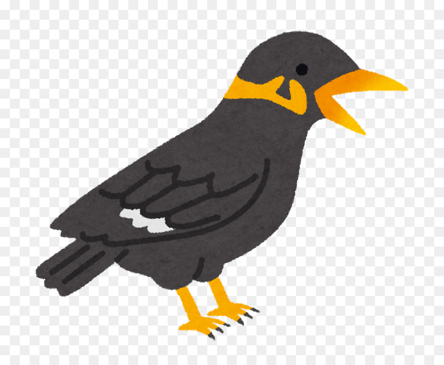 Umum Myna，Umum Hill Myna PNG