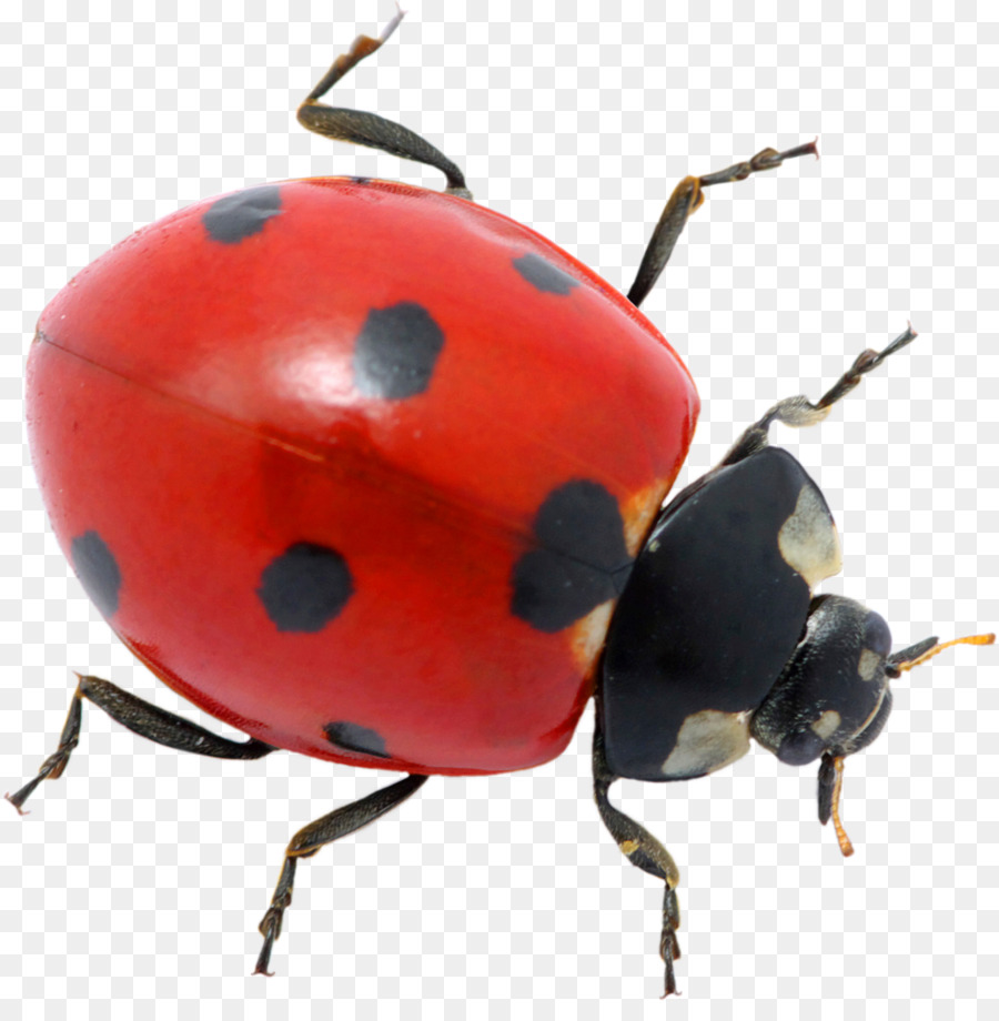  Kumbang  Kumbang  Kumbang  Pengendalian Hama gambar  png