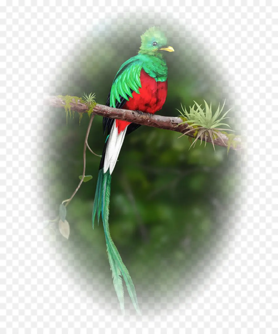 Guatemala，Burung PNG