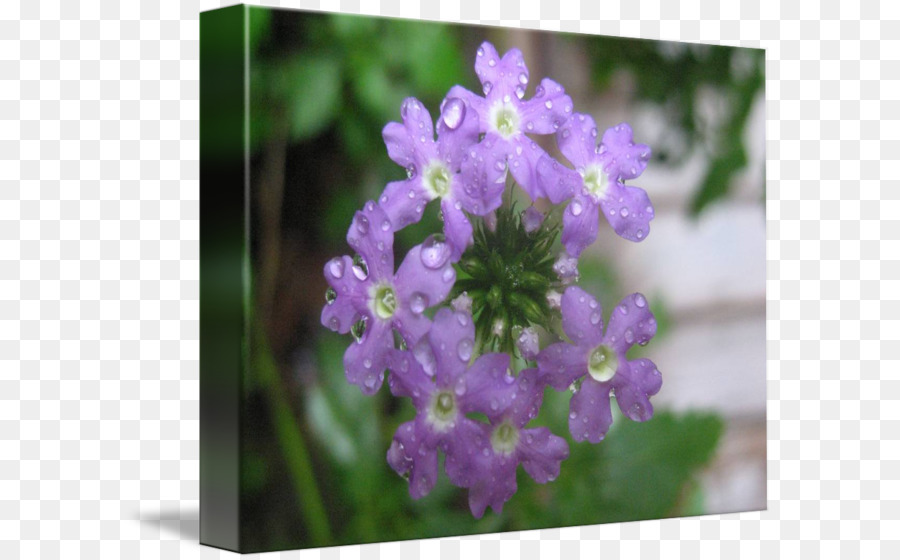 Vervain，Lavender Inggris PNG