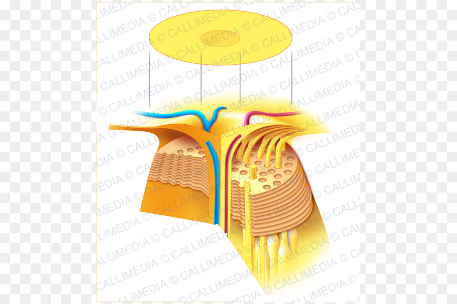 Degenerasi Makula，Makula Retina PNG