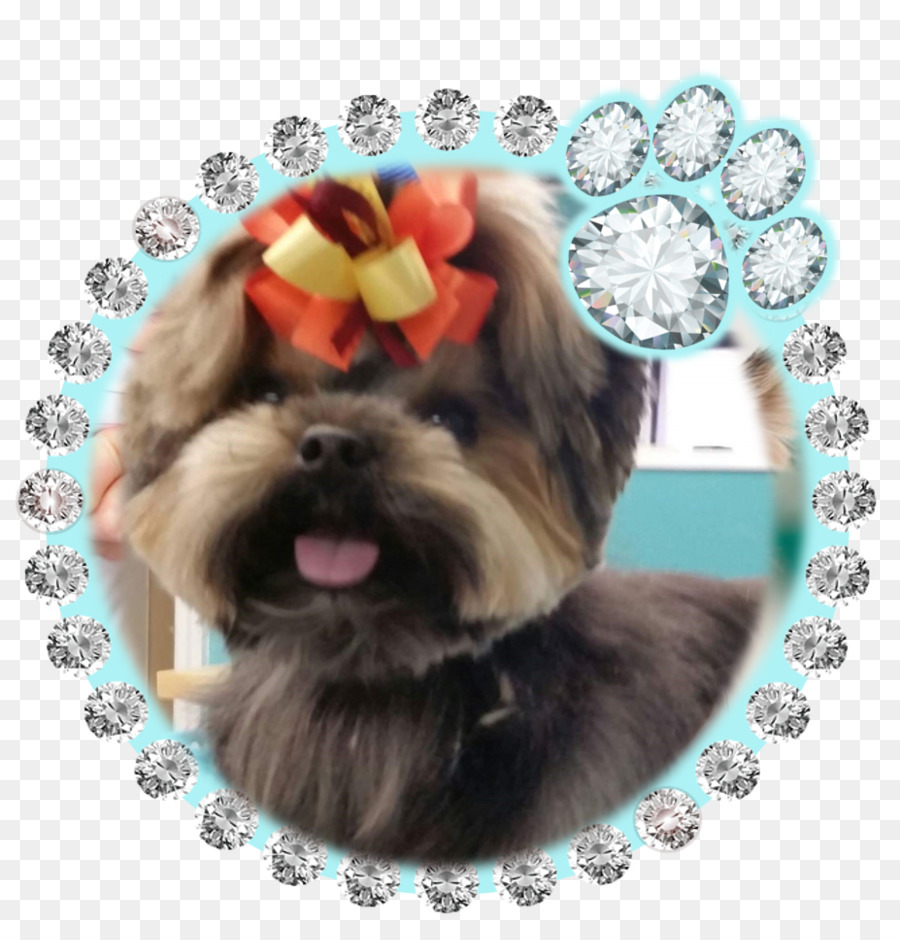 Morkie，Shih Tzu PNG