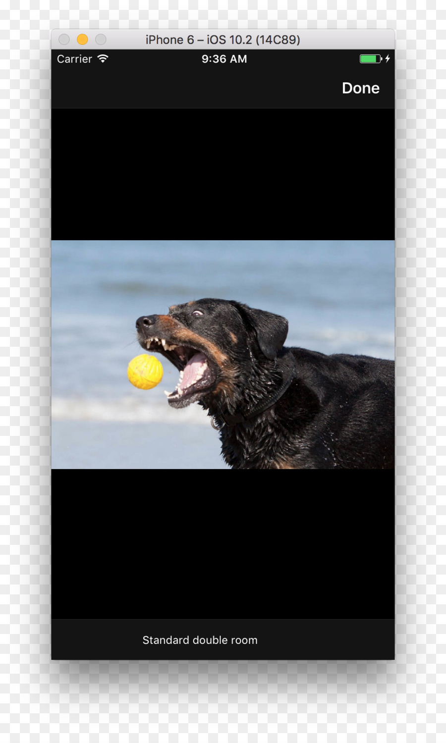 Anjing，Screenshot PNG