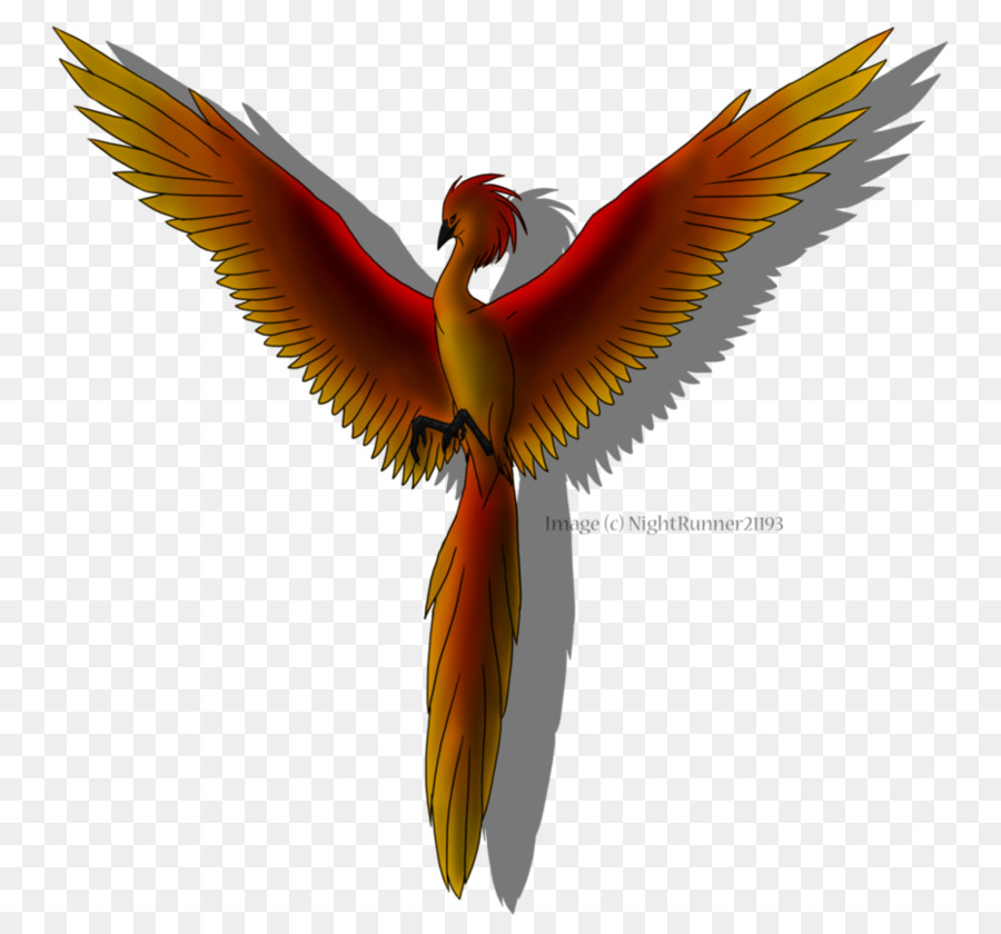 Macaw，Paruh PNG