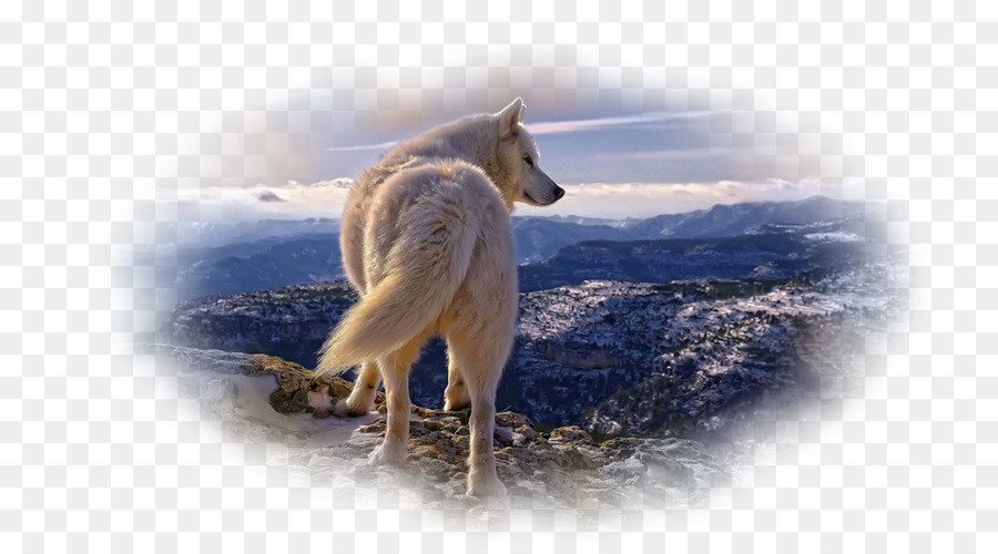 Siberian Husky，Serigala Arktik PNG