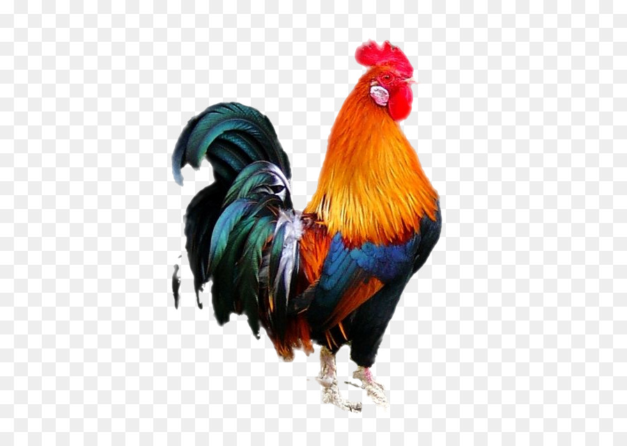 55 Koleksi Gambar Burung Dan Ayam Terbaik