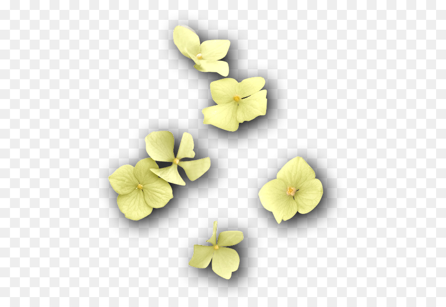 Ungu，Violaceae PNG