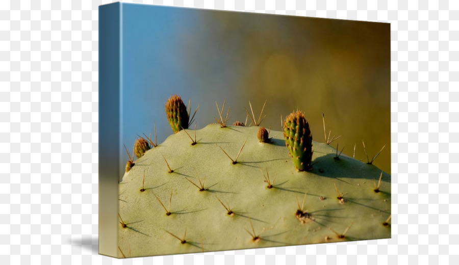 Serangga，Citroen Cactus M PNG