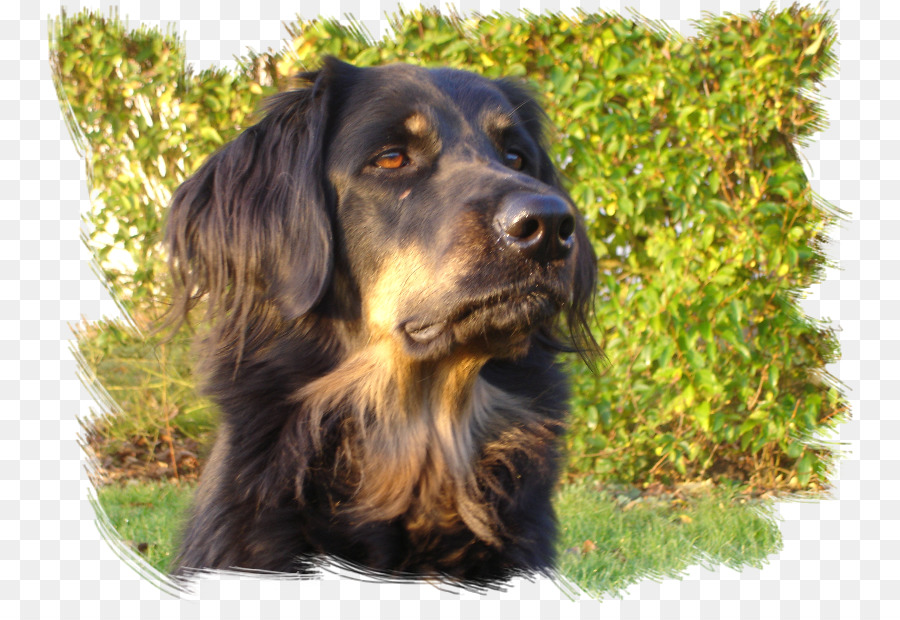 Bidang Spaniel，Boykin Spaniel PNG