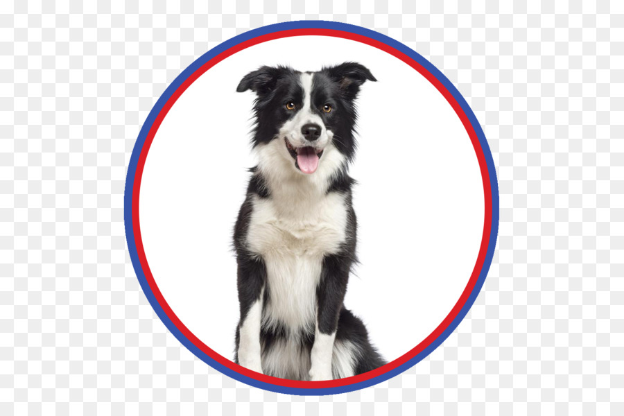 Border Collie，Collie Kasar PNG