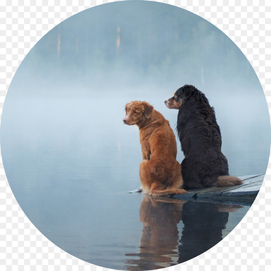 Golden Retriever，Makanan Anjing PNG