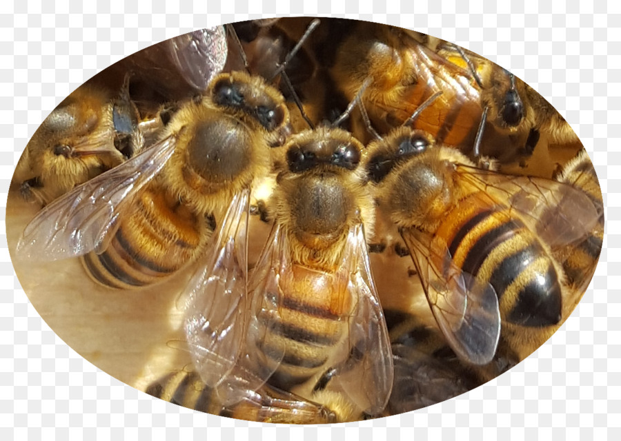 Lebah Madu，Lebah PNG