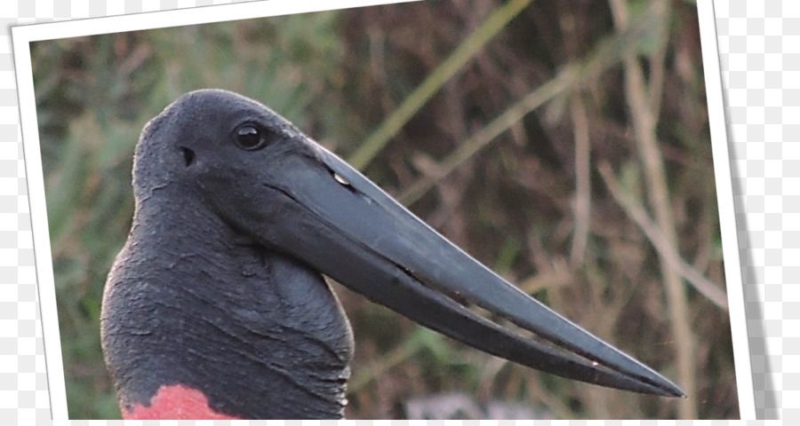 Bangau，Fauna PNG