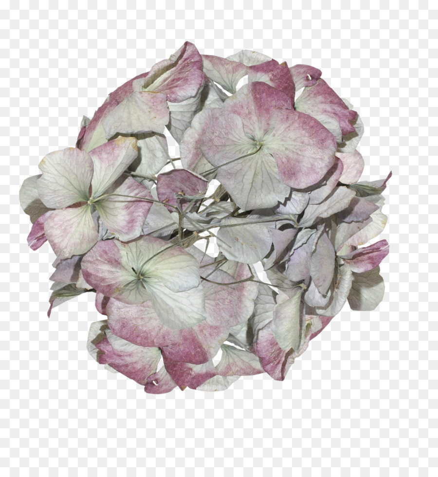 Hydrangea，Bunga Potong PNG