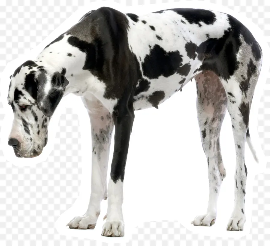 Great Dane，Anjing PNG