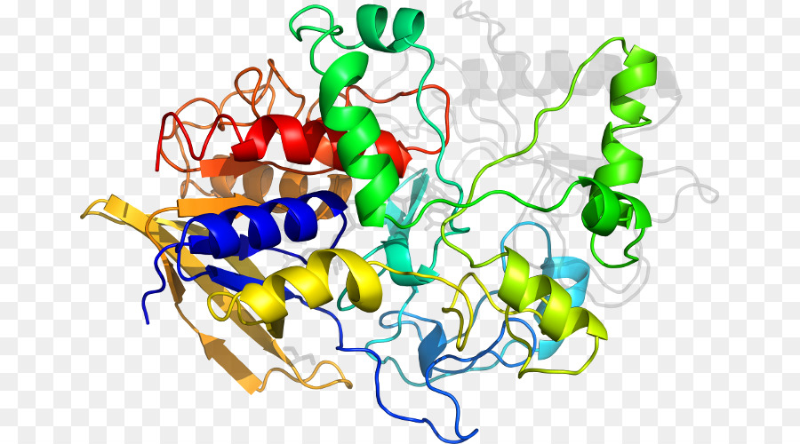 Struktur Protein，Molekul PNG