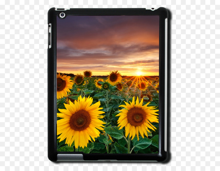 Desktop Wallpaper，Umum Bunga Matahari PNG