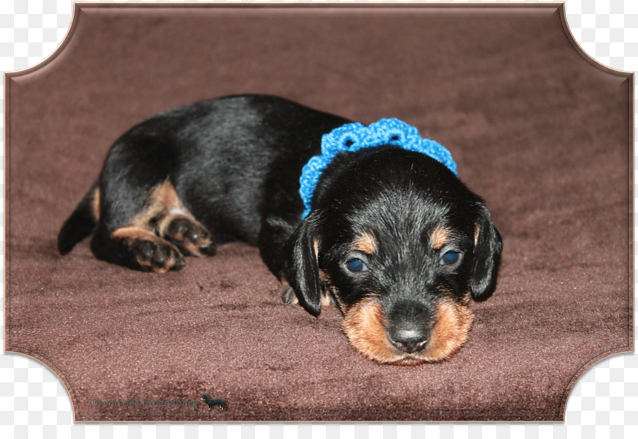 Hitam Dan Tan Coonhound，Anjing Berkembang Biak PNG