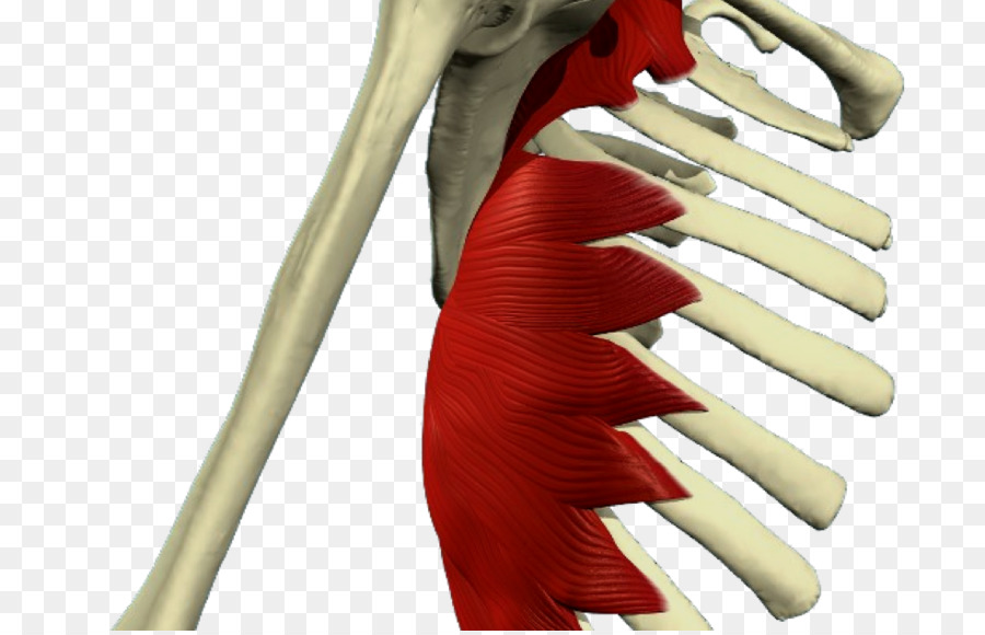 Serratus Anterior Otot，Serratus Posterior Inferior Otot PNG